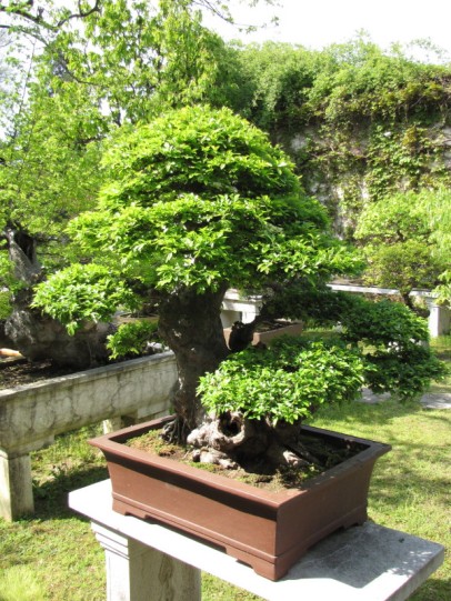 Bonsai Garden - Suzhou