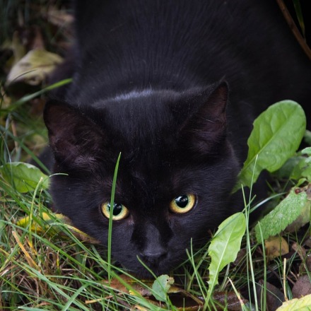 black-cat-1751828_960_720-pixabay-copy